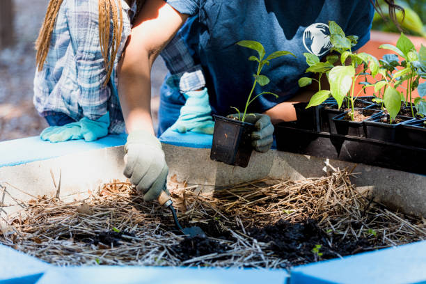 Incense Cedar Wood Chips