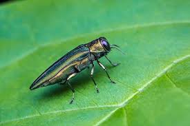 Insect-Free Living| Top Tips with Insect Defence Cedar Granules