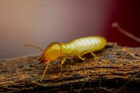 The Ultimate Guide to Using Cedar Granules for Pest Control