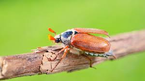Bug