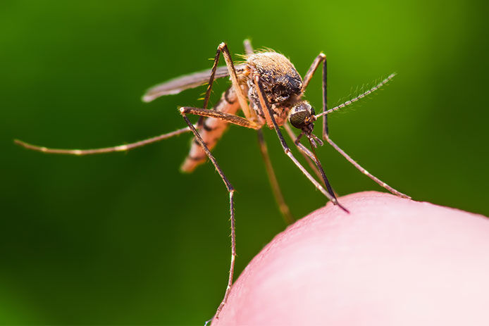 Harnessing Nature's Defense: How Burning Cedar Wood Repels Mosquitoes Naturally