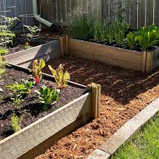 Incence Cedar wood chips