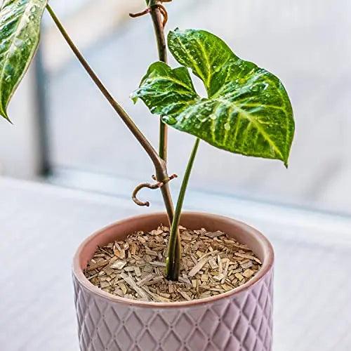 Transforming Your Balcony Garden with Incense Cedar Wood Chips in this Summer