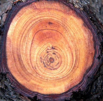 Is Fatwood a Hardwood? A Comprehensive Guide to Understanding Fatwood