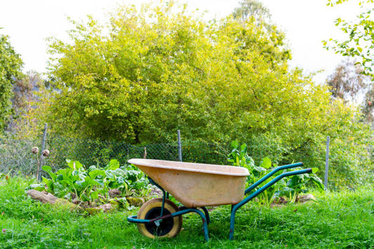 Can Cedar Granules Be Used in Vegetable Gardens? An In-Depth Guide