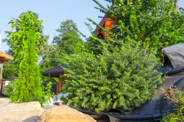 From Yard to Home| The Versatile Magic of Double-Tree Cedar Wood Chips