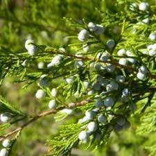 The Aromatic Charm of Double-Tree Incense Cedar Wood Chips