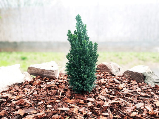 Garden Decor: Cedar Wood Chip Walking Path